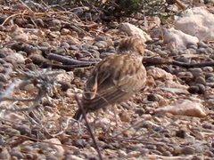 Chersomanes albofasciata garrula