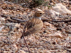 Chersomanes albofasciata garrula