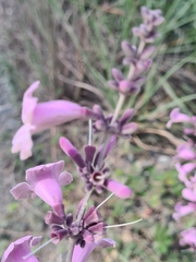 Fridericia