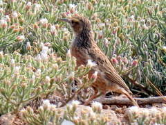 Chersomanes albofasciata garrula