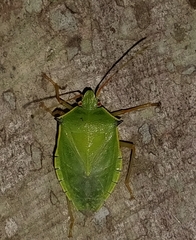 Chlorocoris