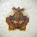 Walker's Moth - Photo (c) Steven Easley, some rights reserved (CC BY-NC)
