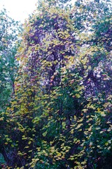 Vitis californica