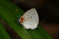 Iaspis andersoni