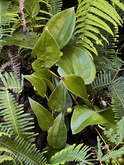 Smilax melastomifolia