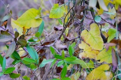 Aristolochia californica