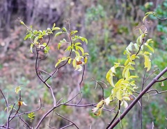 Sambucus cerulea