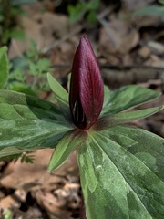 Trillium sessile