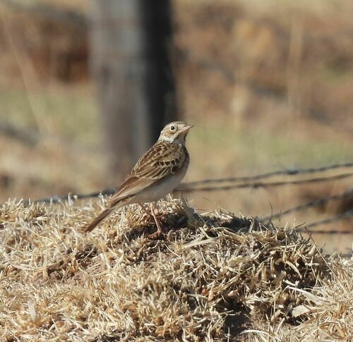 Puna Pipit (Anthus brevirostris), photo 6