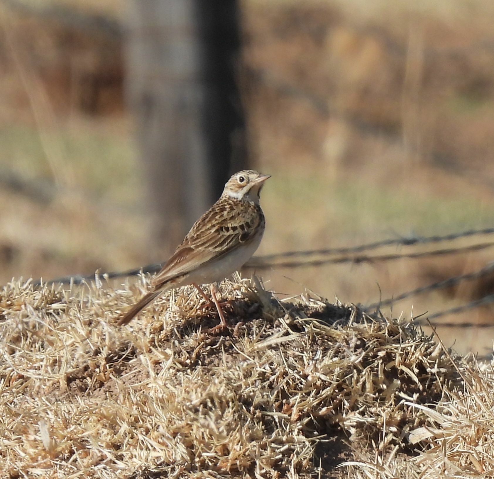 Puna Pipit (Anthus brevirostris), photo 6