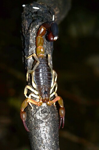 Teruelius flavopiceus