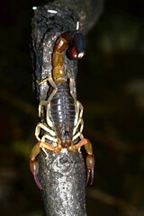 Teruelius flavopiceus