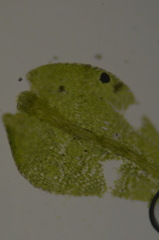 Hygroamblystegium varium