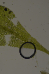 Hygroamblystegium varium