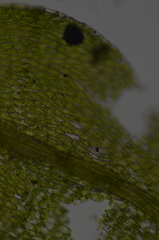 Hygroamblystegium varium