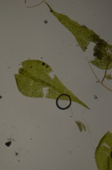 Hygroamblystegium varium