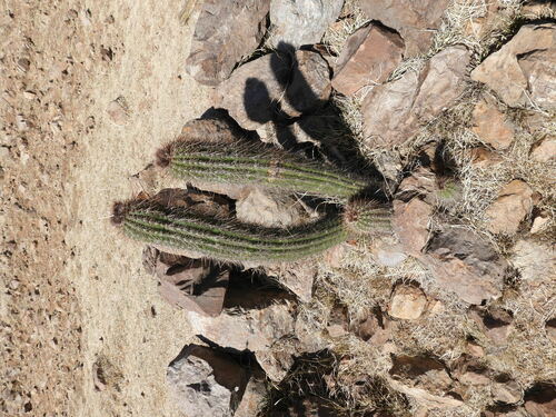 Image of Trichocereus tacaquirensis by no rights reserved
