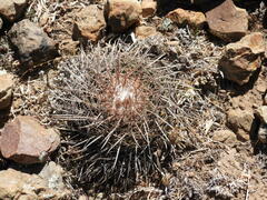 Parodia tuberculata