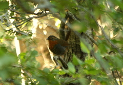 Scelorchilus rubecula