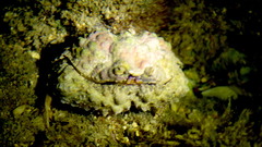 Calappa gallus