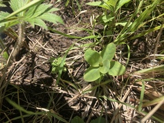 Hypericum virginicum