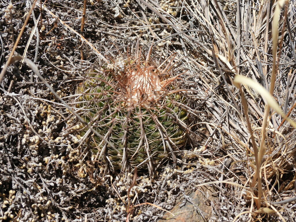 Parodia tuberculata, Chuquisaca, BO