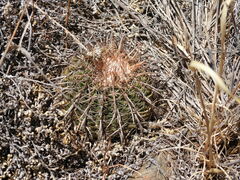 Parodia tuberculata