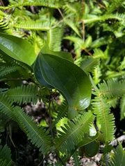 Smilax melastomifolia