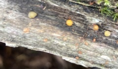 Dacrymyces stillatus