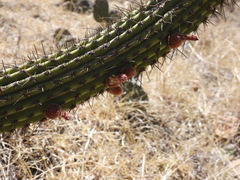 Cleistocactus parviflorus