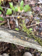 Dacrymyces stillatus