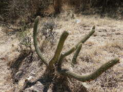 Cleistocactus parviflorus