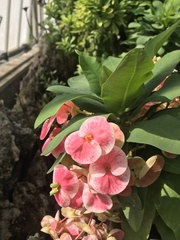 Euphorbia × lomi