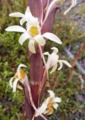 Satyrium stenopetalum