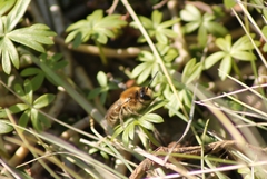 Colletes cunicularius