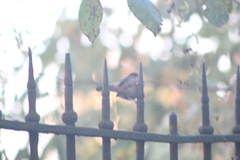 Thryothorus ludovicianus