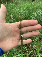 Panicum hemitomon