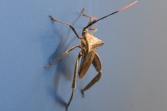 Acanthocephala alata