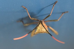 Acanthocephala alata