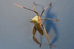 Acanthocephala alata