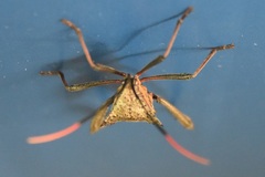 Acanthocephala alata