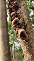 Auricularia auricula-judae