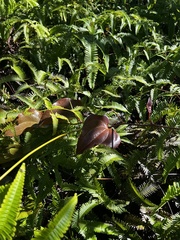 Smilax melastomifolia