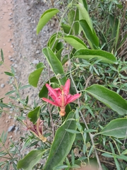 Passiflora glandulosa