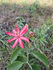 Passiflora glandulosa