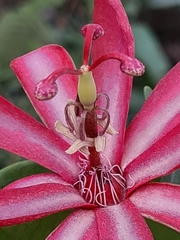 Passiflora glandulosa