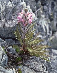 Pedicularis lanata