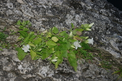 Campanula alliariifolia