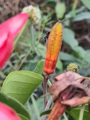 Passiflora glandulosa