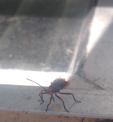 Spartocera